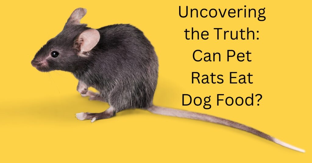 Uncovering the Truth: Can Pet Rats Eat Dog Food? - Owgal