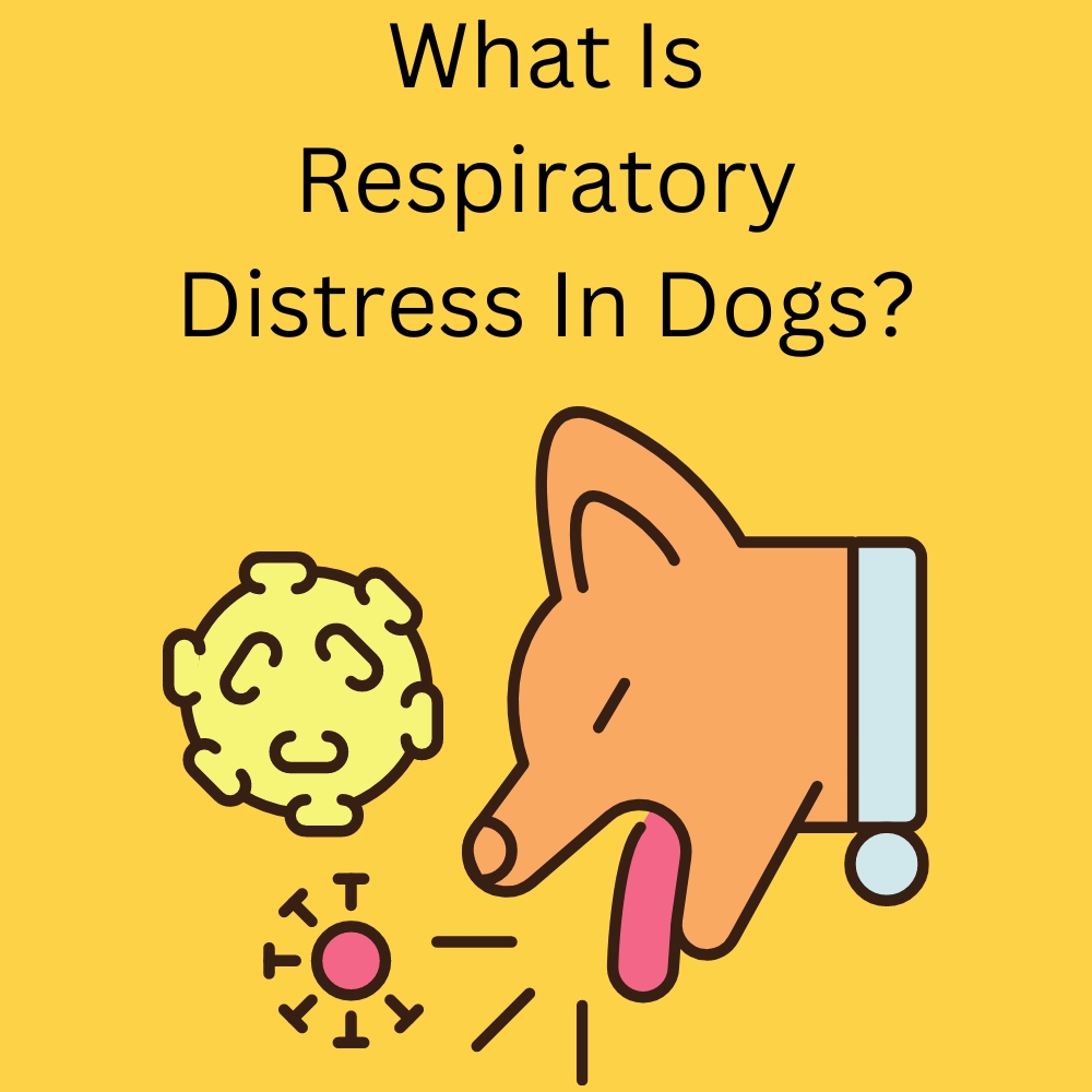 What Is Respiratory Distress In Dogs?