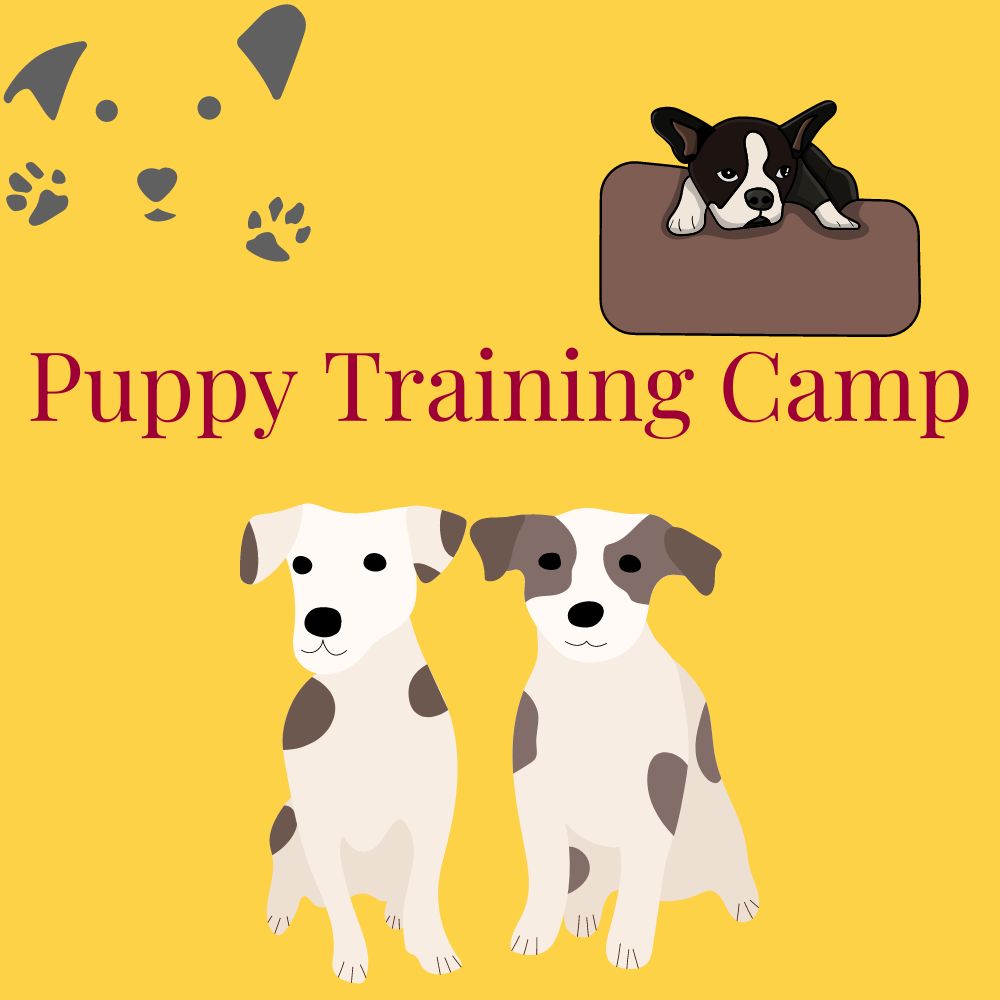 Puppy Training Camp: for New Dog Owners