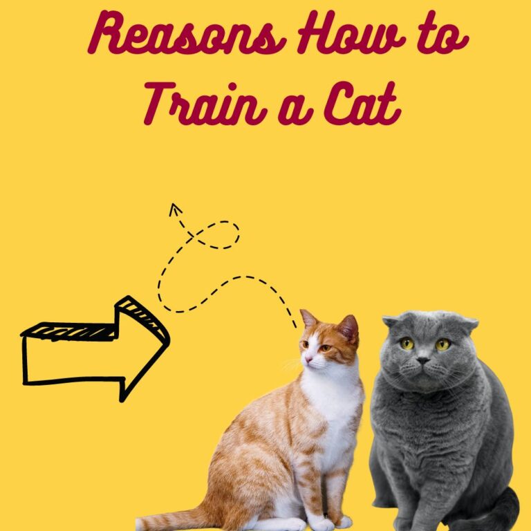 How to Train a Cat Reasons Why Cat Training is Important Owgal