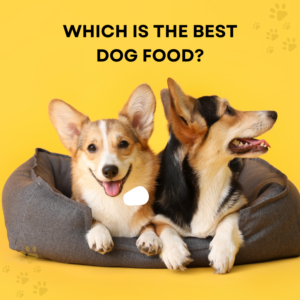Which is the best Dog Food?