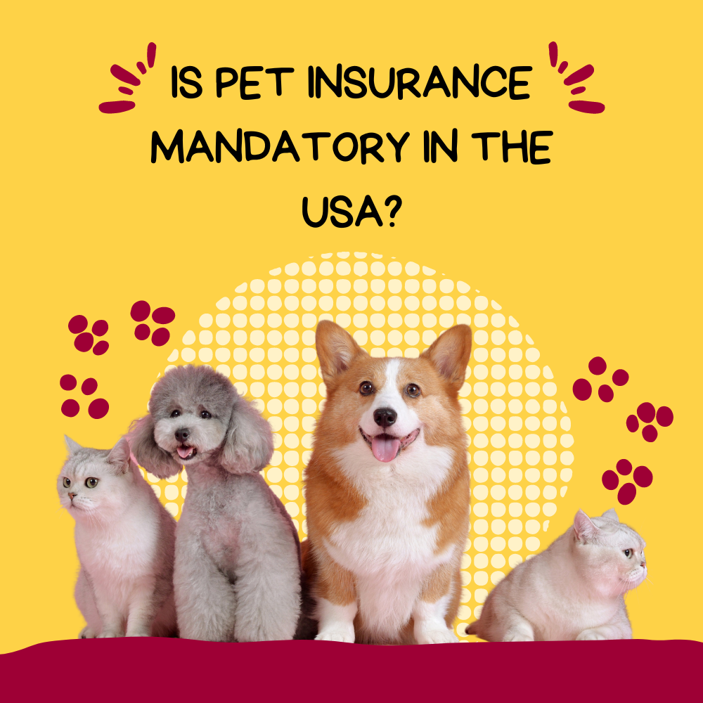 Is Pet Insurance Mandatory in the USA?