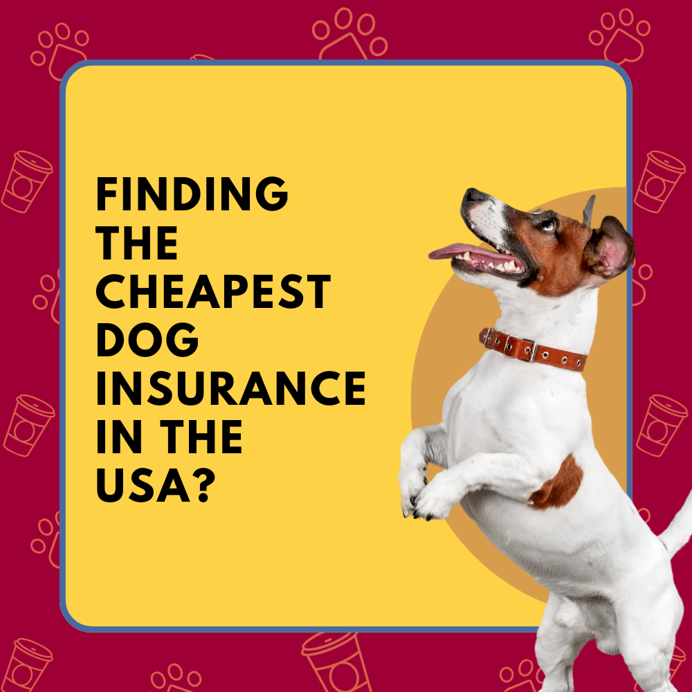 Finding the Cheapest Dog Insurance in the USA?