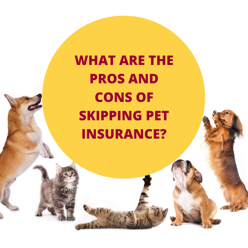 The Pros and Cons of Skipping Pet Insurance